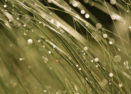 Grass in Dew - green, dew, grass, drops