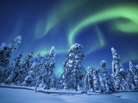 Pine Forest - forest, lights, snow, pine