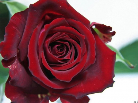 Rose - red, drops, bud, rose, background, flower, petals