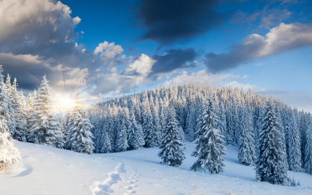 * Winter * - snow, winter, forest, nature