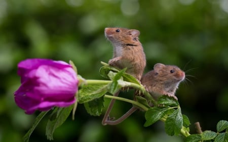 Little mice - couple, rose, rodent, pink, animal, green, mouse, cute, little