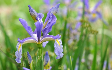 Iris - summer, green, iris, flower, pink