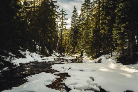 forest river - fun, river, nature, forest, cool