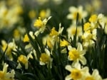 Yellow flowers - daffodils