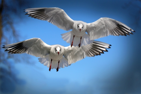 Two seagulls - Two, birds, seagulls, sky