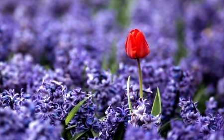 Red tulip and purple hyacinths - hyacinths, nature, purple, red, tulip, flowers