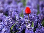 Red tulip and purple hyacinths