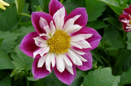 Purple And White - white, purple, flower, beautiful