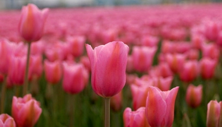 Pink Tulips - tulips, farm, flowers, beautiful