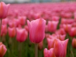 Pink Tulips