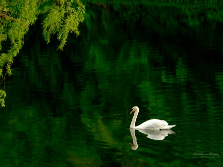 swan lake - leaf, lake, swan, bird