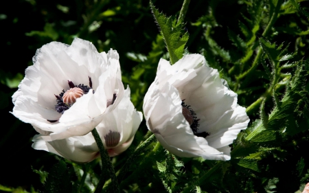 White poppies - white, stems, leaves, flowers, poppies