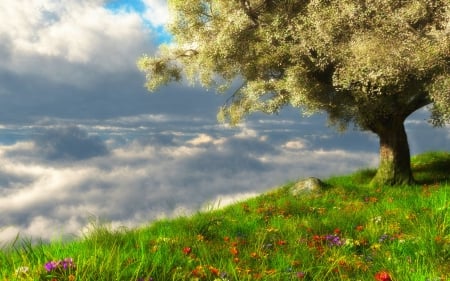 View From The Heights - sky, trees, springtime, meadows, sea of clouds, beautiful, blossom, flowers, grass