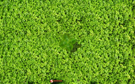 clover field - field, plant, clover, green