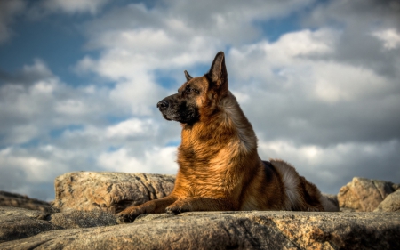 German Shepherd - dog, german shepherd, dogs, animals