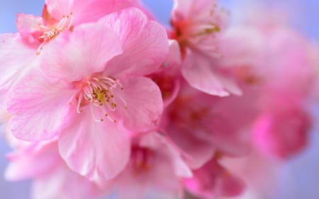 Spring - flower, pink, spring, blossom, skin