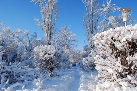 * White winter * - winter, nature, forest, snow