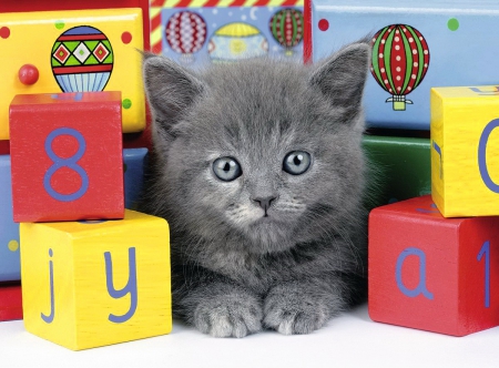 Cute grey kitty - adorable, toys, kitty, beautiful, sweet, playing, cute, kitten