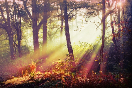 misty forest light - forest, light, magic, grass, misty