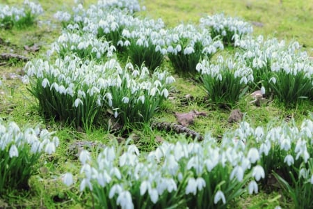 wellcome spring - flowers, field, spring, wellcome