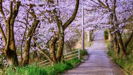 Springtime Walk - blossoms, path, fence, trees, sunshine