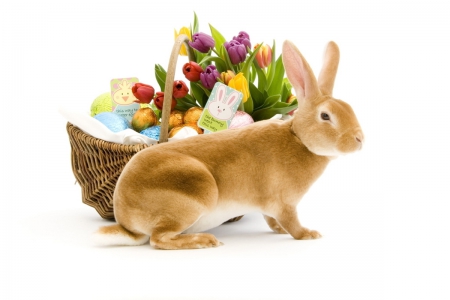 Easter Bunny - easter, flowers, bunny, tulips