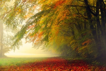 Autumn Artist - trees, morning view, autumn colors, beautiful, grass, forest, lovely, leaves, fall, path, mist