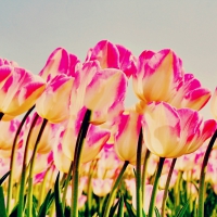 Pink Tulips