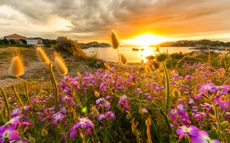 Flowers Rising To The Sunset - clouds, water, yellow, beach, beautiful, ocean, lovely, pink, flowers, sunset, sky, rocks, bay