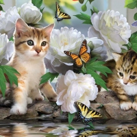 cute kittyes