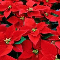 poinsettias