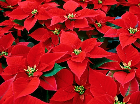 poinsettias - leaf, poinsettia, flower, red