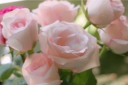 Pink Roses - nature, rose, flower, soft