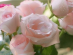 Pink Roses