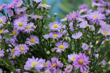 Flowers - purple, field, flowers, soft