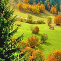 FIELD at AUTUMN