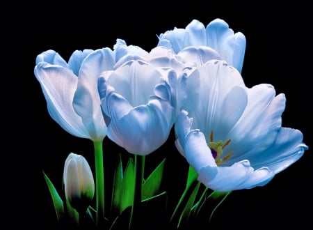 Blue tulips