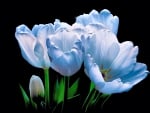 Blue tulips