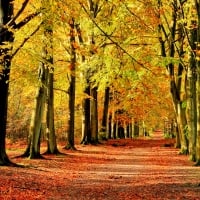 AUTUMN PATHWAY