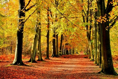 AUTUMN PATHWAY - branches, colors of nature, autumn, landscape, falls, path, foliage, nature, forest, seasons, leaves, beautiful falls, splendor, enchanting nature