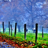 FENCE AROUND the FIELDS at MORNING