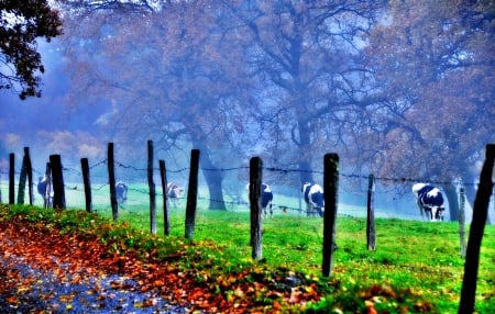 FENCE AROUND the FIELDS at MORNING