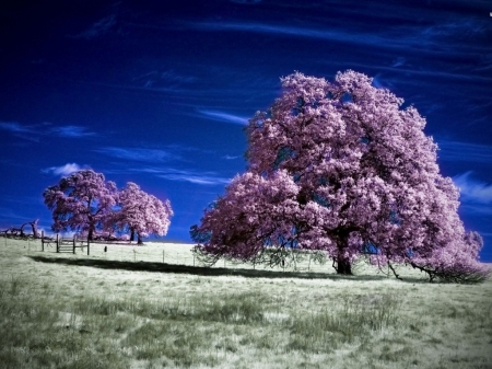 Purple Trees - sky, purple, field, trees, blue