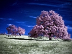 Purple Trees