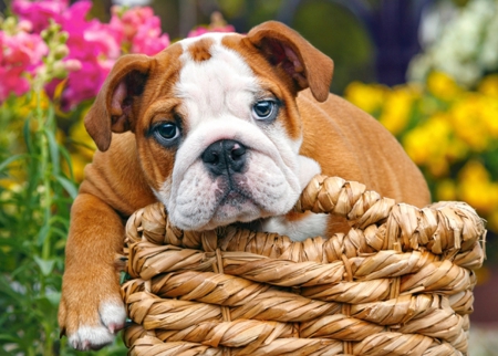 Sweet Bulldog - sweet, adorable, cute, bulldog