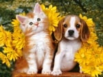 Kitten, Puppy and Flowers