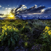 Yellow Flowers and Sunset