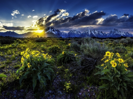 Yellow Flowers and Sunset - mountains, flowers, sunset, yellow