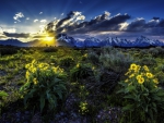 Yellow Flowers and Sunset