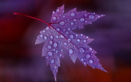 Purple leaf - Photography, water, leaf, purple